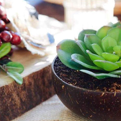 Christmas Coconut Bowl