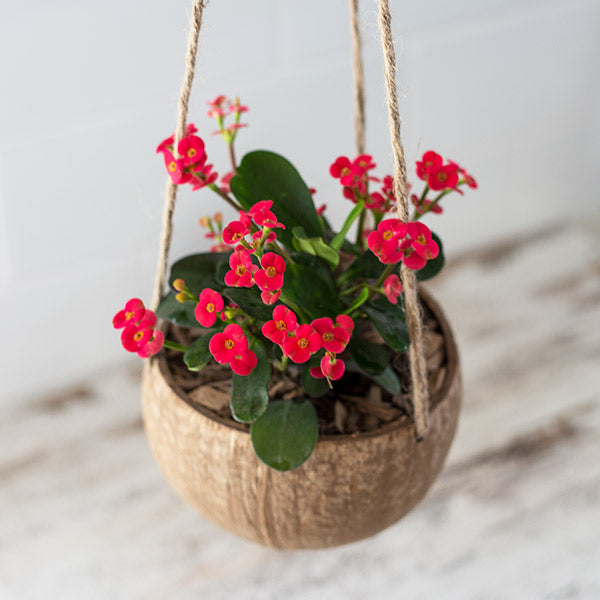 Coconut Shell Hanging Planter