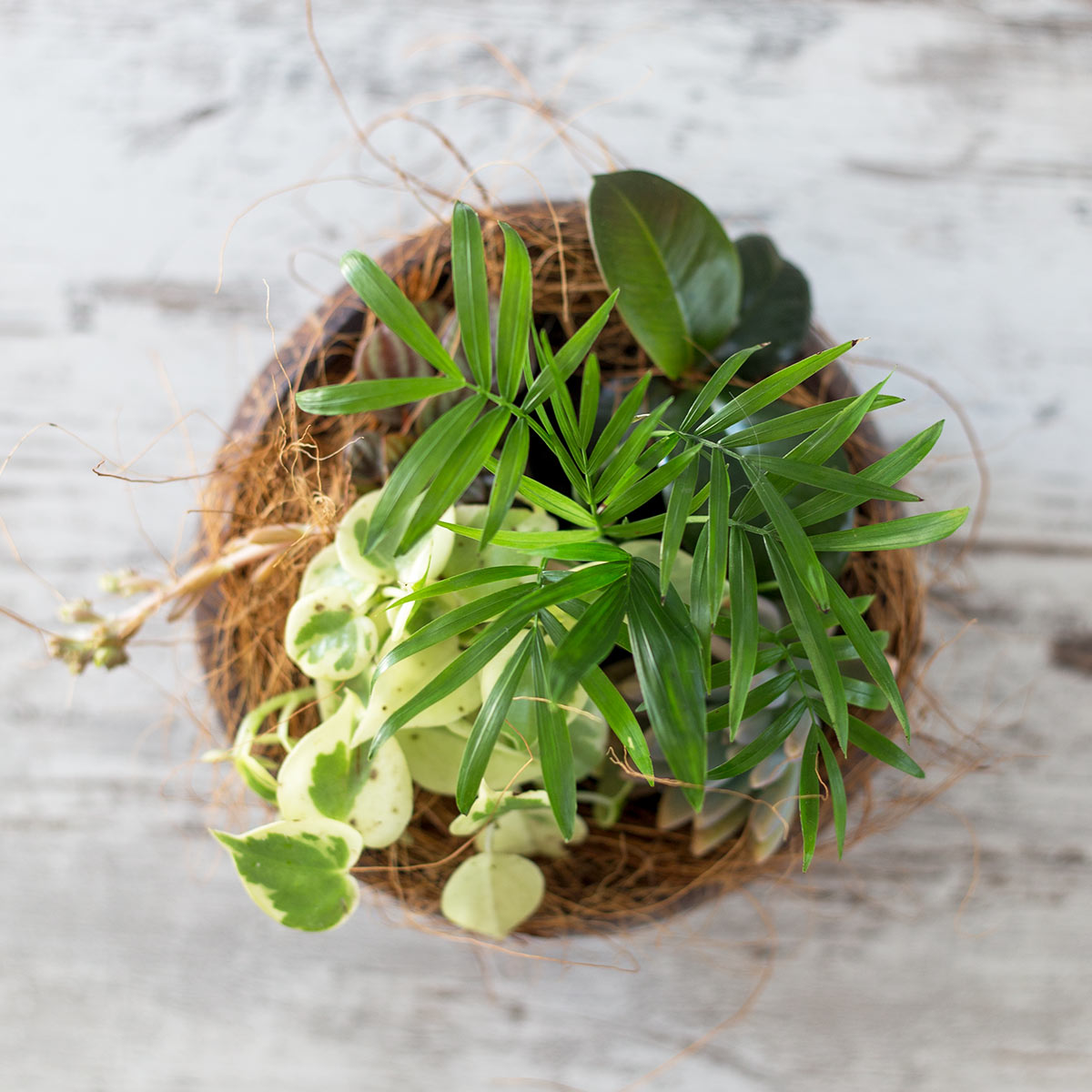 Coconut bowls planter