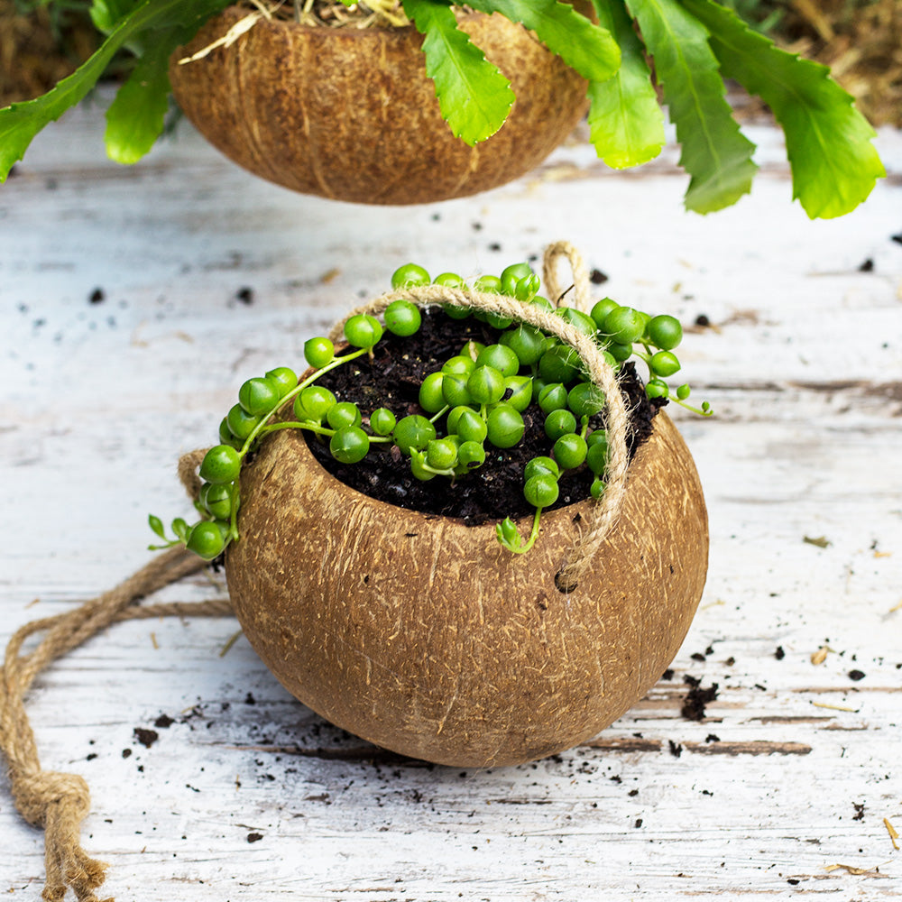 hanging shell planter Coconut Shell Hanging Planter