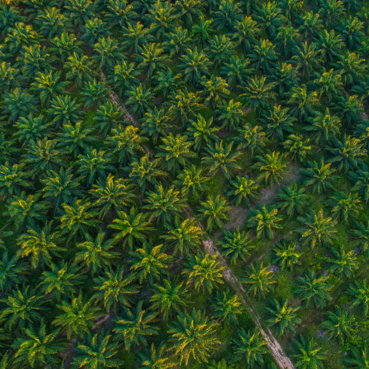 Coconut Palm Wood