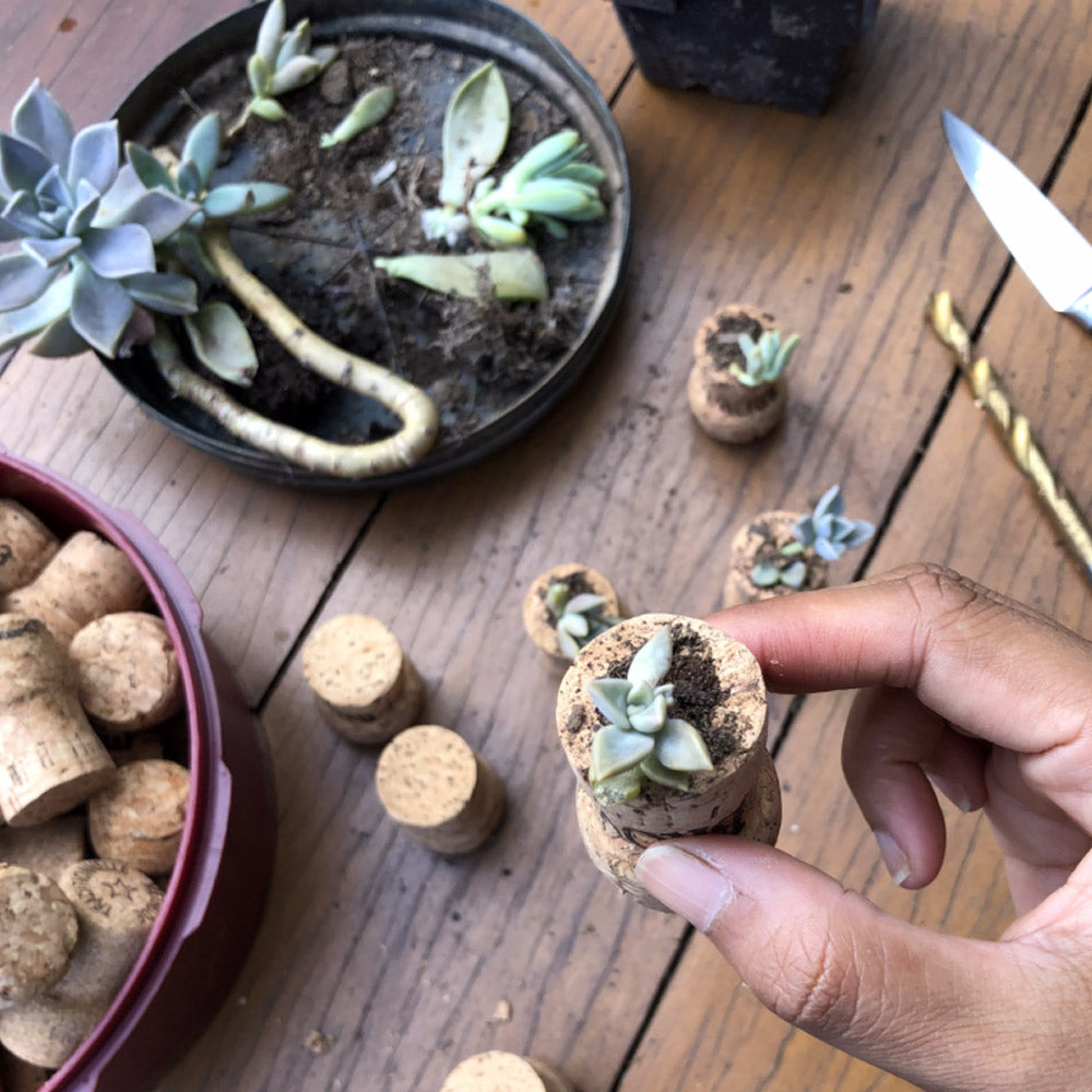 How to Turn Leftover Wine Corks into Mini Succulent Planters