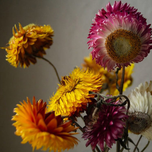 10 Australian Native Plants That Make Wonderful Cut Flowers