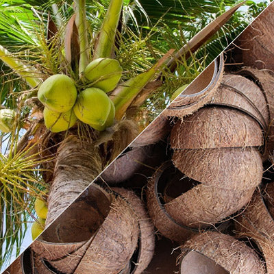 From coconut tree to coconut bowl