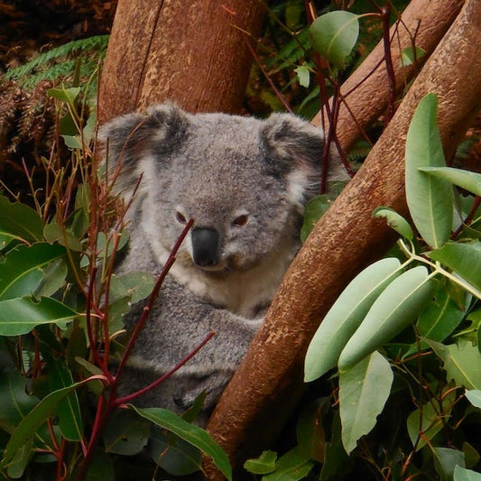 Our Koalas Are At Crisis Point