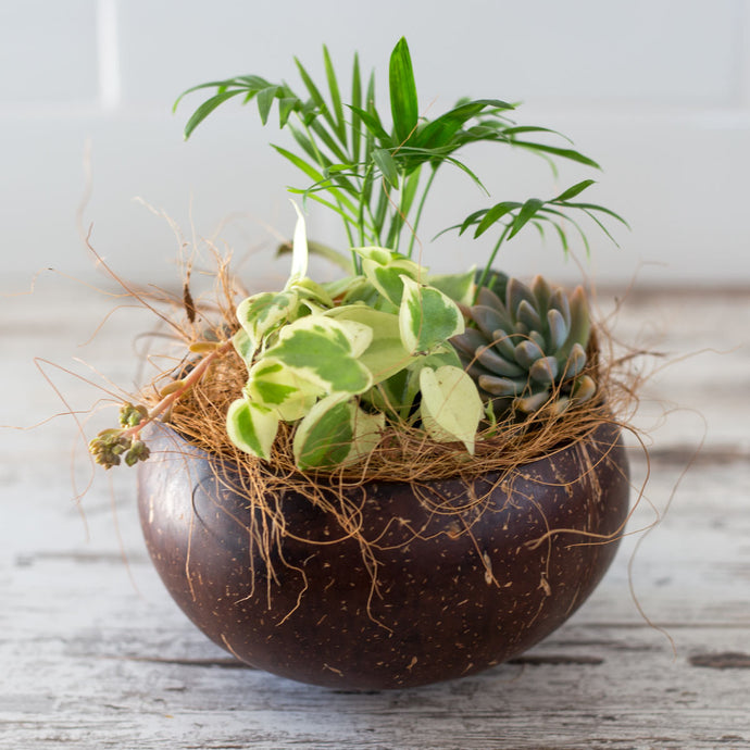 Upcycled Coconut Shell Planter