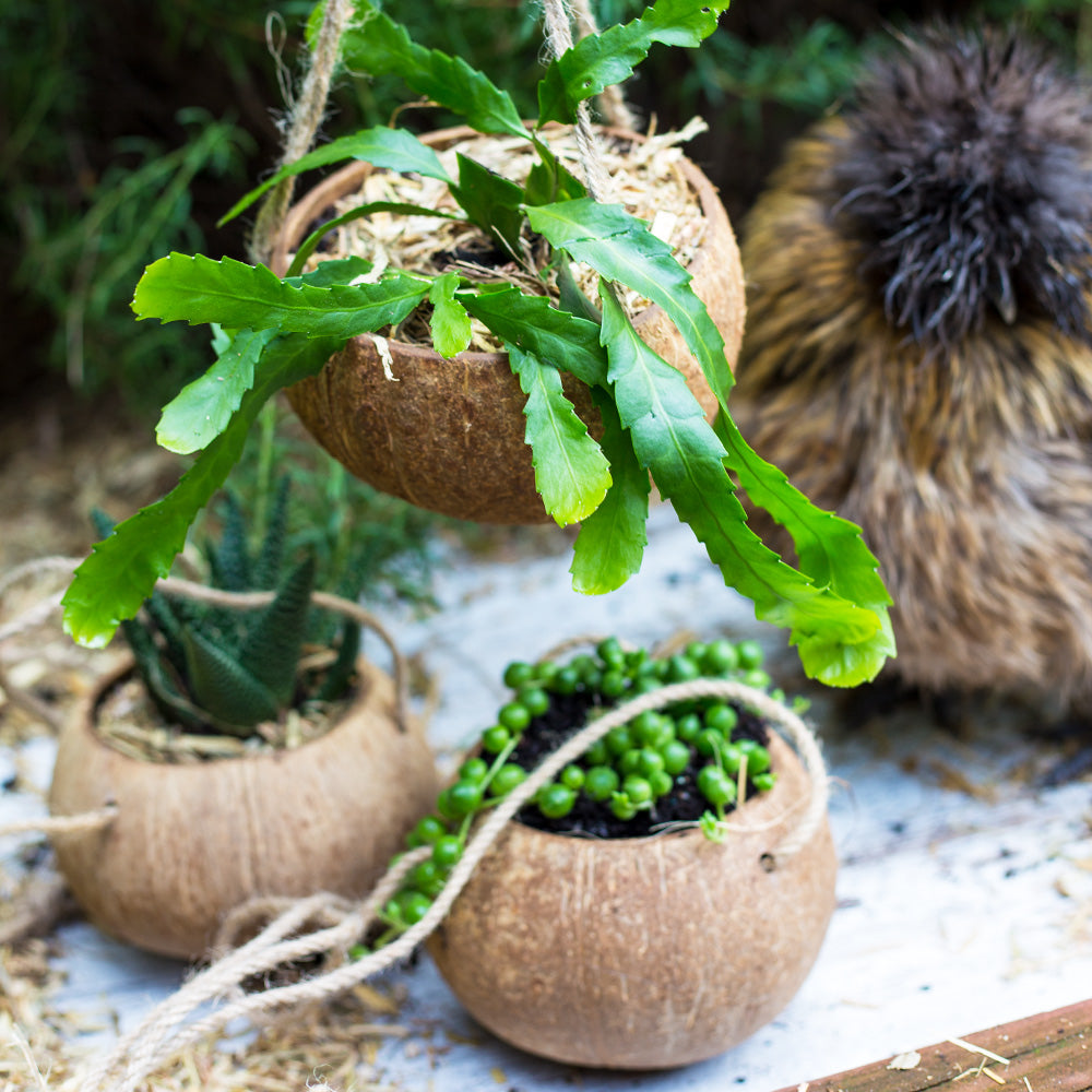 Pot plants in hanging basket